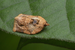 Adoxophyes privatana