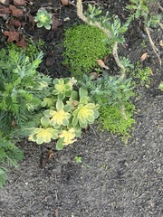 Aeonium haworthii