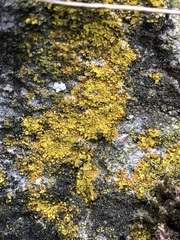 Leproplaca cirrochroa