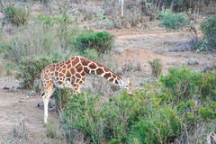 Giraffa camelopardalis reticulata