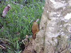 Xiphocolaptes promeropirhynchus