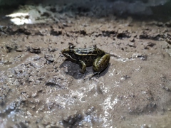 Lithobates neovolcanicus