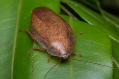 Pseudophoraspis