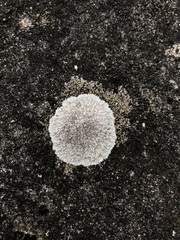 Protoparmeliopsis muralis