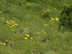Cirsium pannonicum