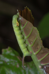 Enpinanga borneensis
