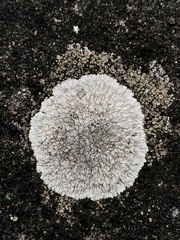 Protoparmeliopsis muralis