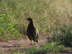 Pternistis natalensis