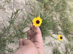 Coreopsis tinctoria