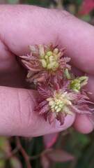 Sphagnum magellanicum