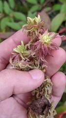 Sphagnum magellanicum