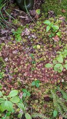 Sphagnum magellanicum