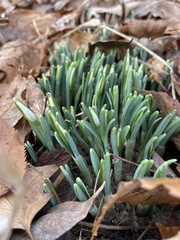 Galanthus