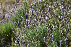 Lavandula dentata