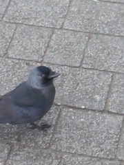 Corvus monedula spermologus