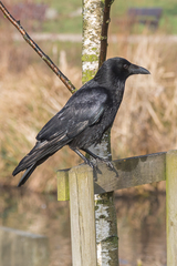 Corvus corone