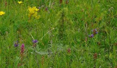 Prunella grandiflora
