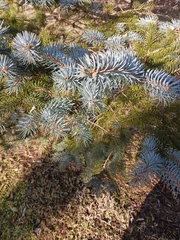 Picea pungens