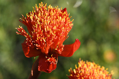 Haemanthus coccineus
