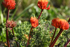 Haemanthus coccineus