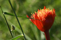 Haemanthus coccineus