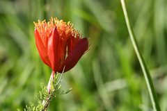 Haemanthus coccineus