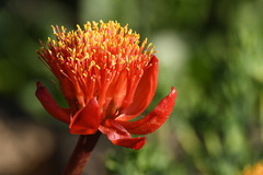 Haemanthus coccineus
