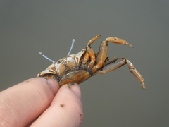 Macrophthalmus
