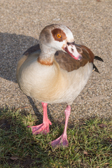 Alopochen aegyptiaca