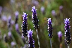 Lavandula dentata