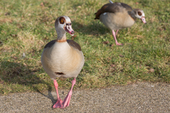 Alopochen aegyptiaca