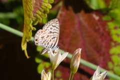 Leptotes pirithous