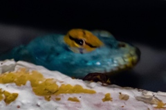 Petrosaurus thalassinus