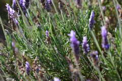Lavandula dentata
