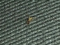 Phlebotominae