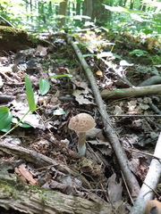 Leccinellum albellum