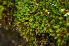 Schistidium crassipilum