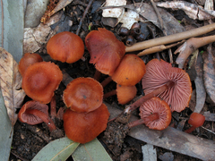 Laccaria lateritia