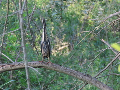 Ixobrychus sturmii