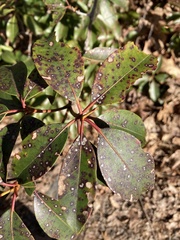 Mycosphaerella colorata