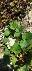 Asarina procumbens