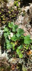 Asarina procumbens