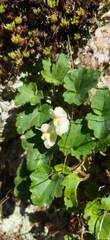 Asarina procumbens