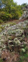 Asarina procumbens