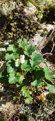 Asarina procumbens