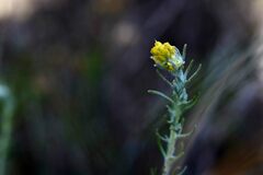 Helichrysum stoechas