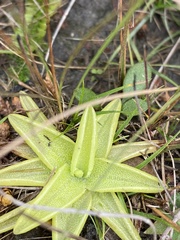 Pinguicula lutea