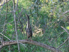 Ixobrychus sturmii