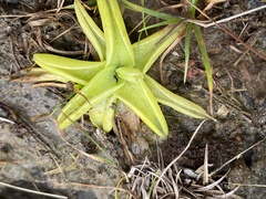 Pinguicula lutea