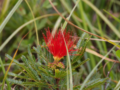 Calliandra dysantha